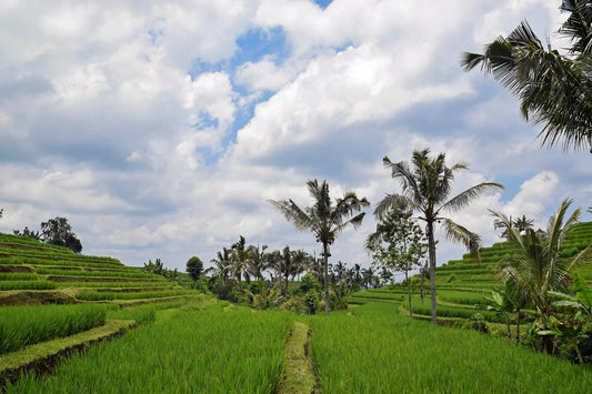 Bali: Wein von der Insel der Götter