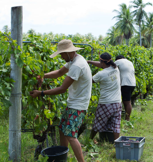 Wine Tasting Vin de Tahiti am 16.09.17