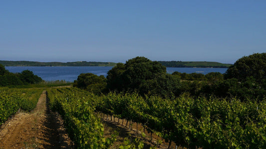 Entdecken und Genießen: Korsika