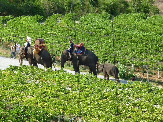 Winzerabend Thailändische Weine