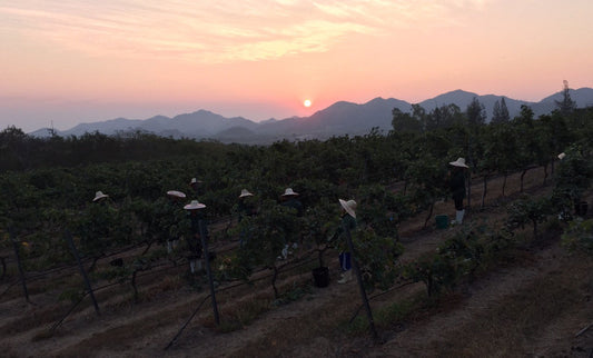 Die besondere Weinernte in Thailand