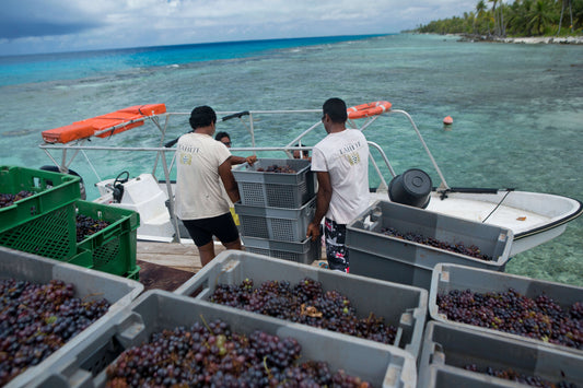 Tahitis Trouvaillen