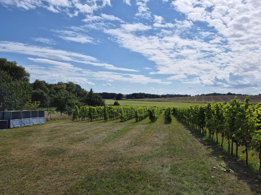 Ostsee meets Mosel: Zu Gast beim Weingut Hohmann auf Rügen