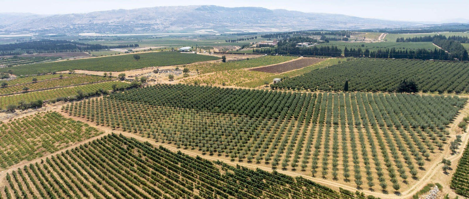 Weine aus dem Libanon